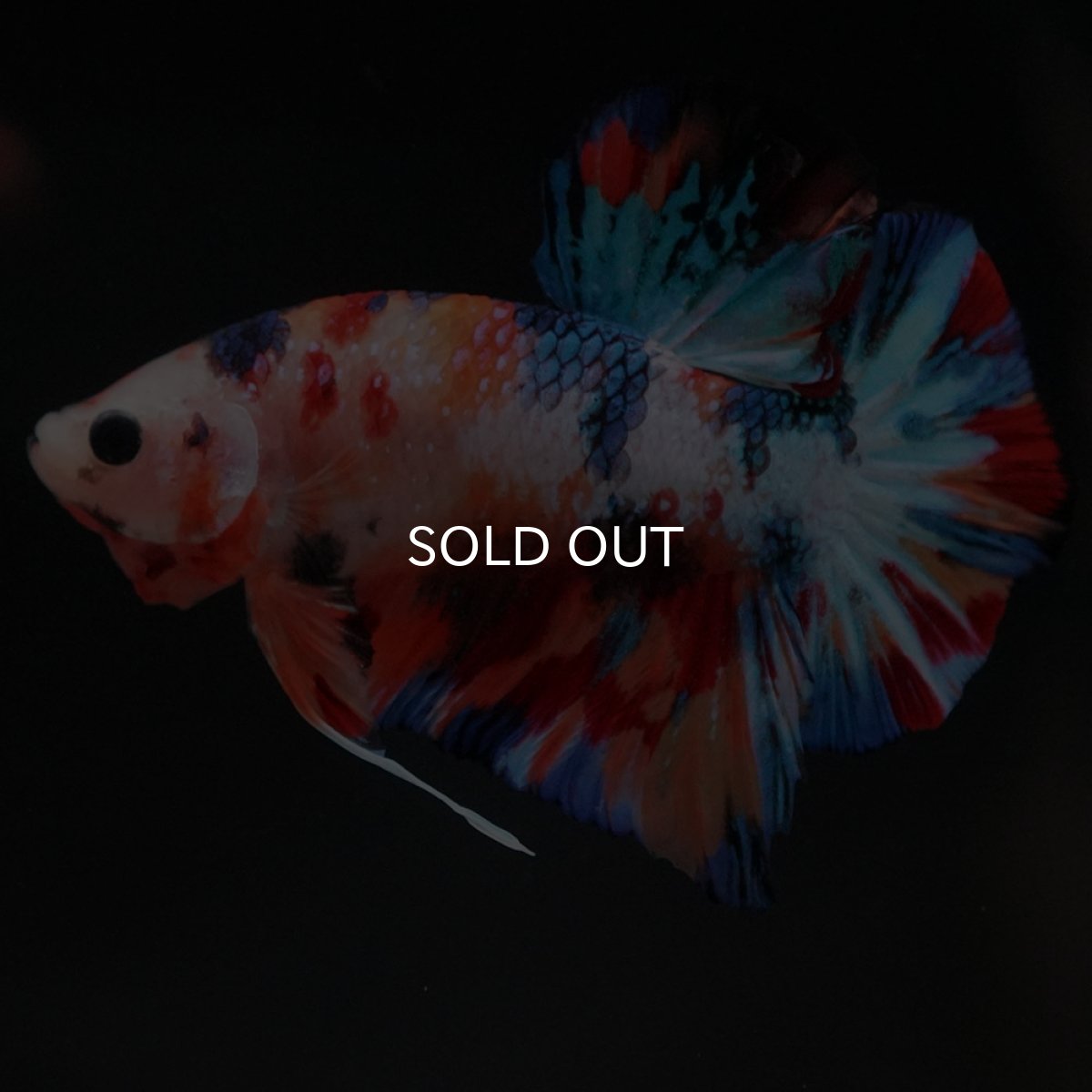 画像8: HMPK　キャンディ (8)