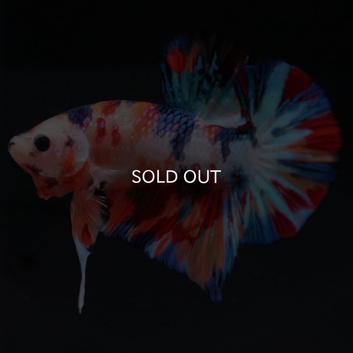 画像2: HMPK　キャンディ (2)