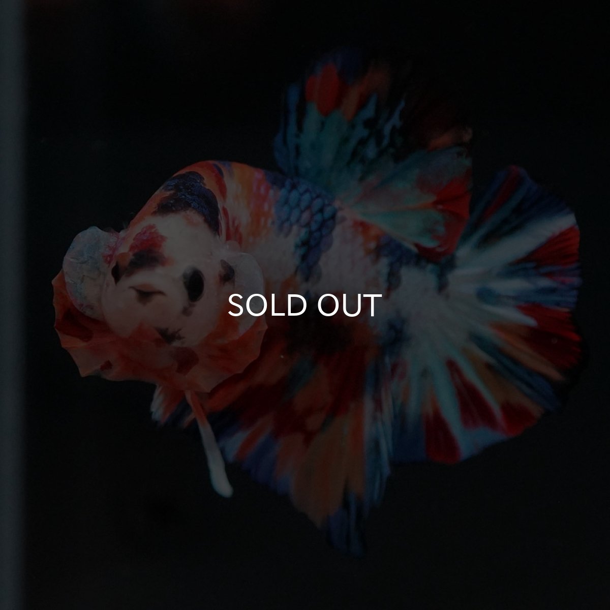 画像6: HMPK　キャンディ (6)