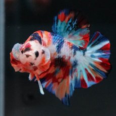 画像6: HMPK　キャンディ (6)