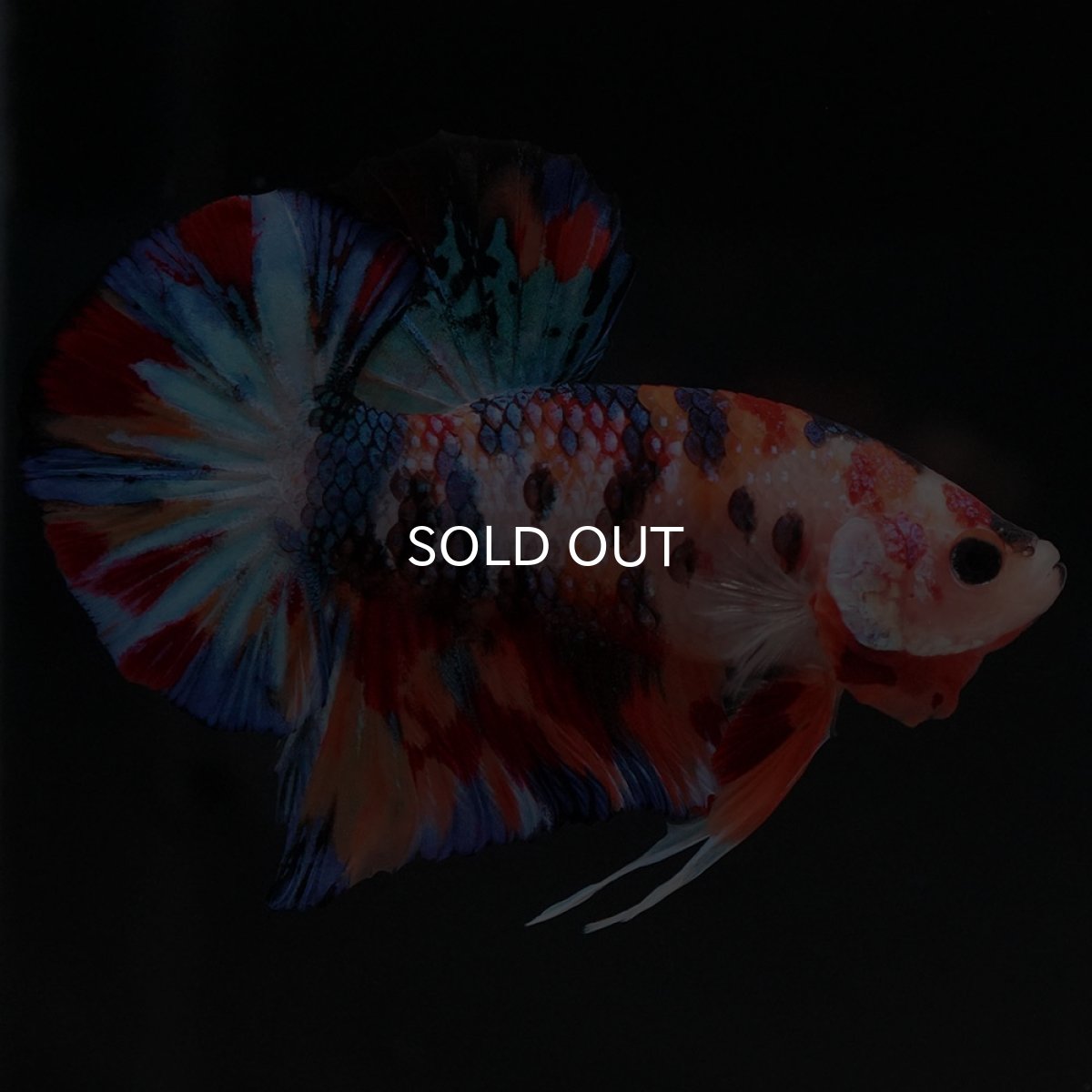 画像7: HMPK　キャンディ (7)