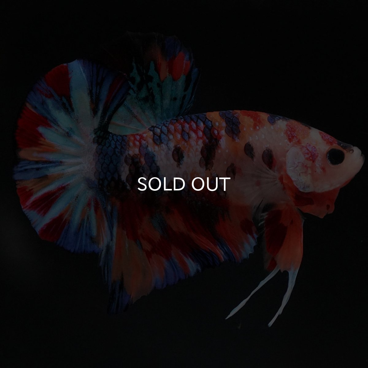 画像3: HMPK　キャンディ (3)