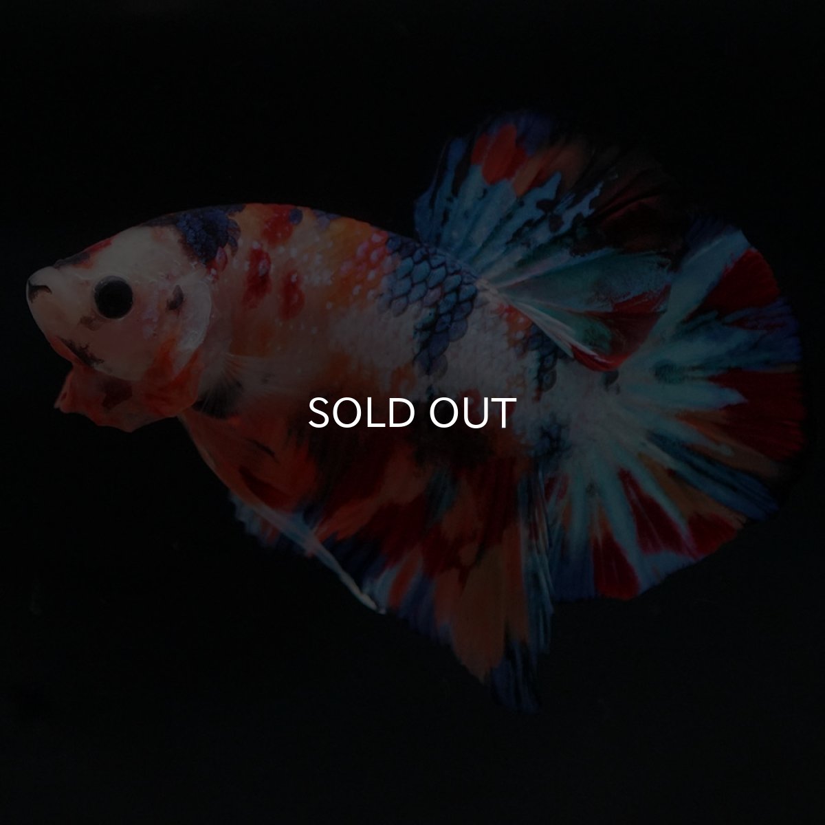 画像4: HMPK　キャンディ (4)