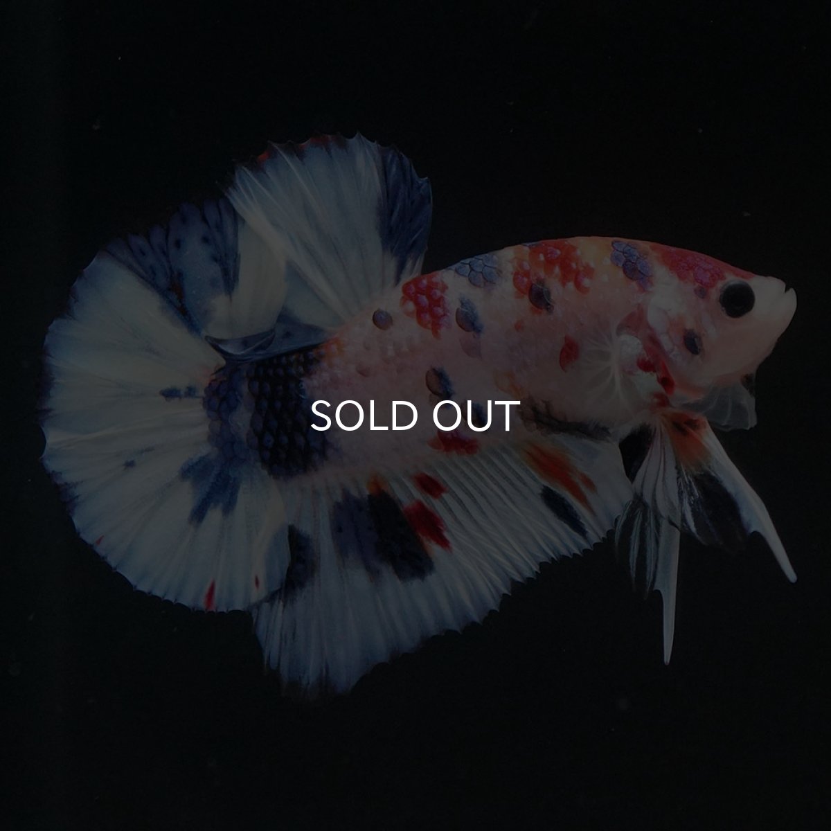 画像10: HMPK キャンディ (10)