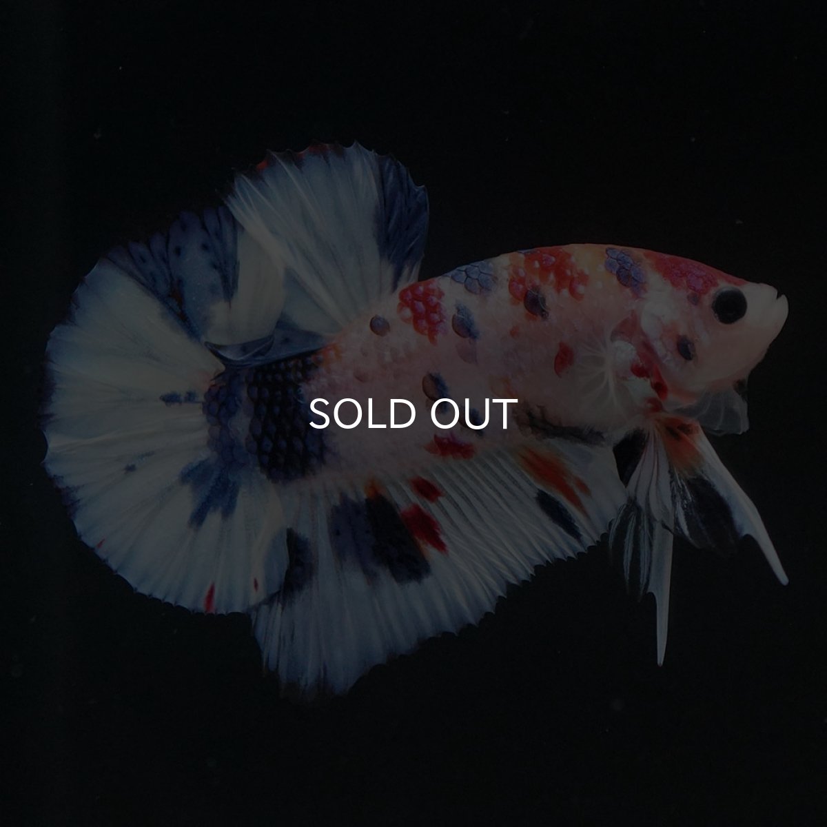 画像5: HMPK キャンディ (5)