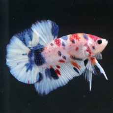 画像5: HMPK　キャンディ (5)