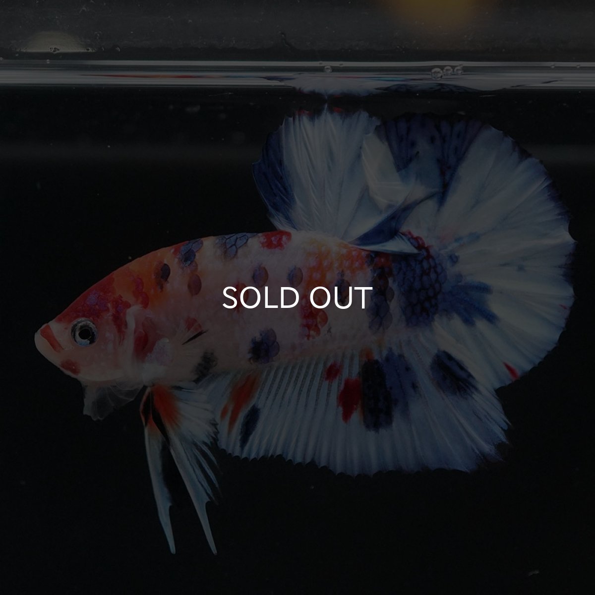 画像6: HMPK キャンディ (6)