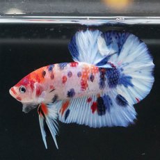 画像6: HMPK　キャンディ (6)