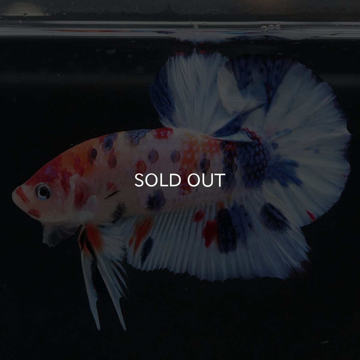 画像8: HMPK キャンディ (8)