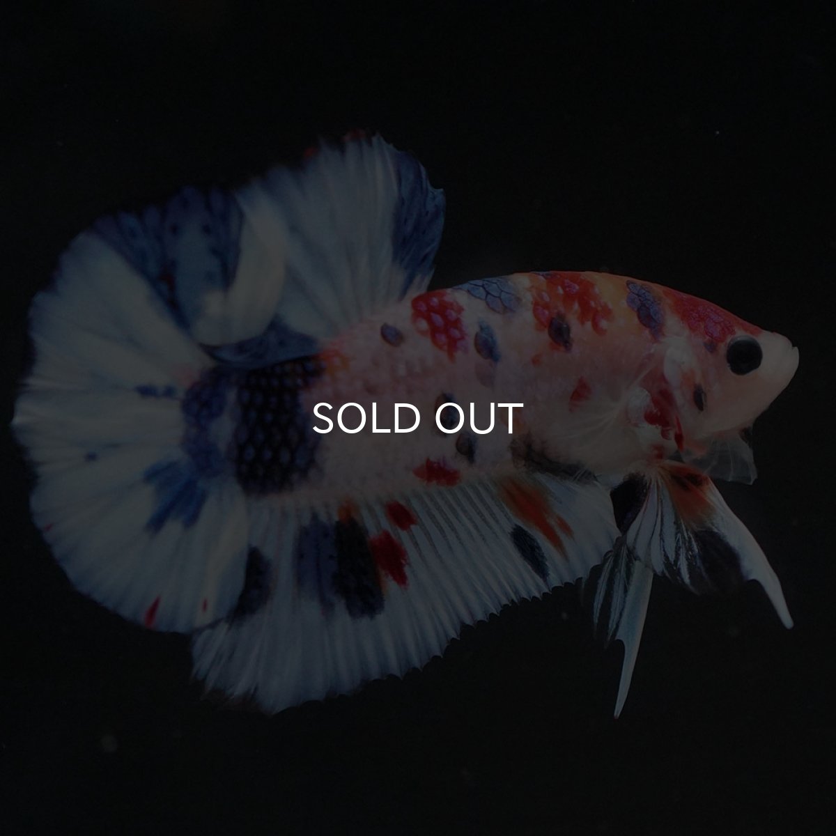 画像9: HMPK キャンディ (9)