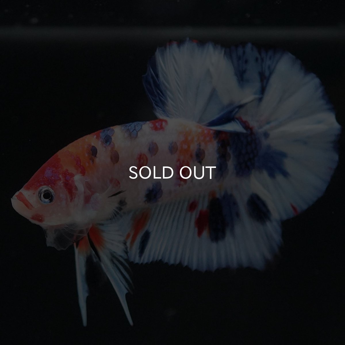 画像2: HMPK キャンディ (2)