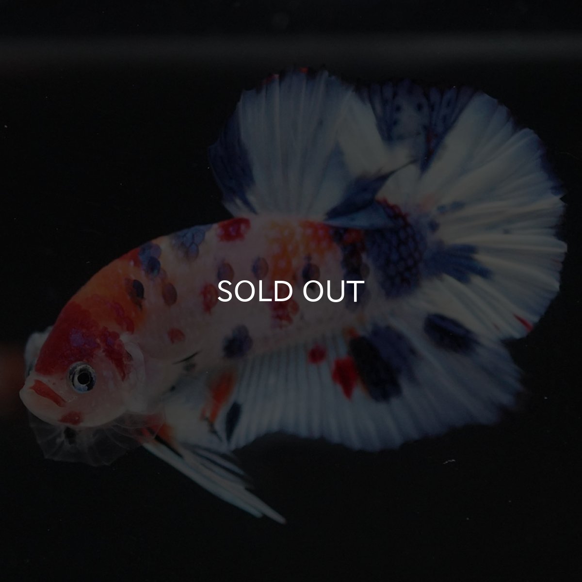 画像4: HMPK キャンディ (4)