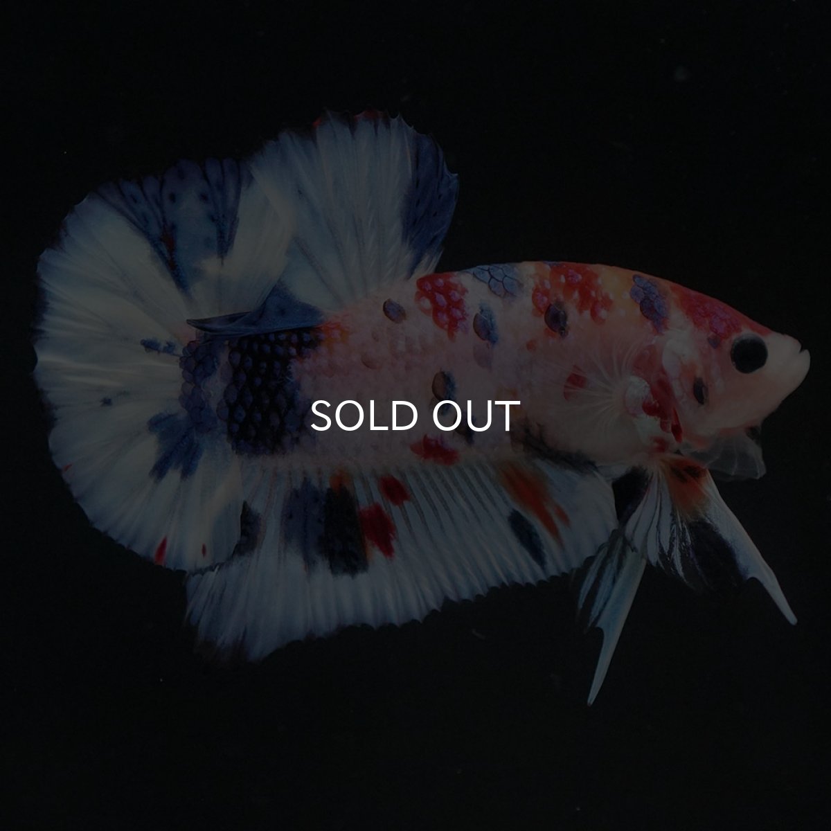 画像3: HMPK キャンディ (3)