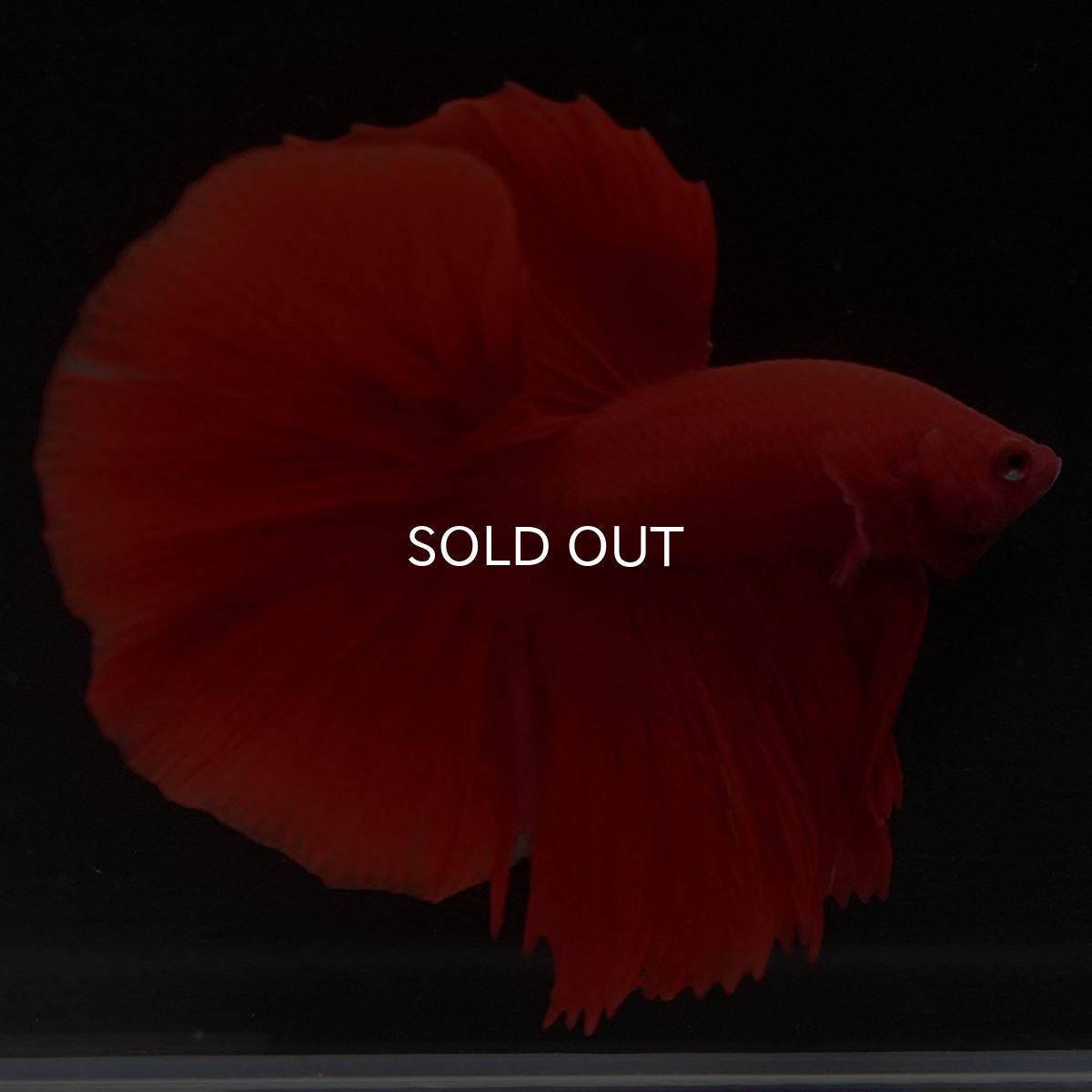 画像6: HM ソリッドレッド (6)