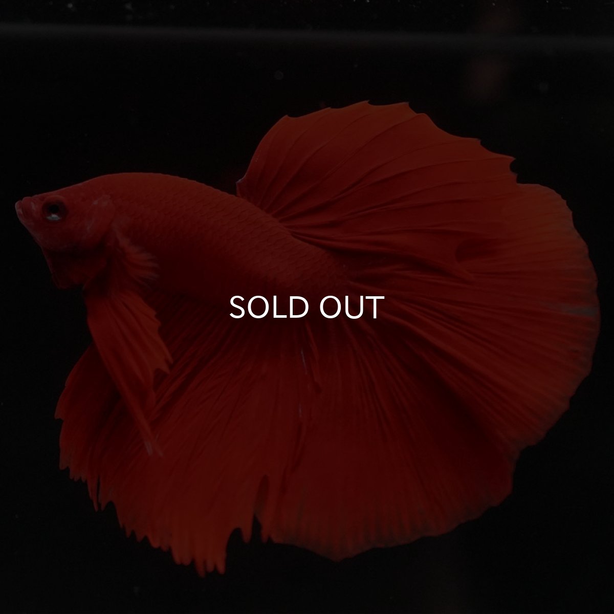 画像3: HM ソリッドレッド (3)