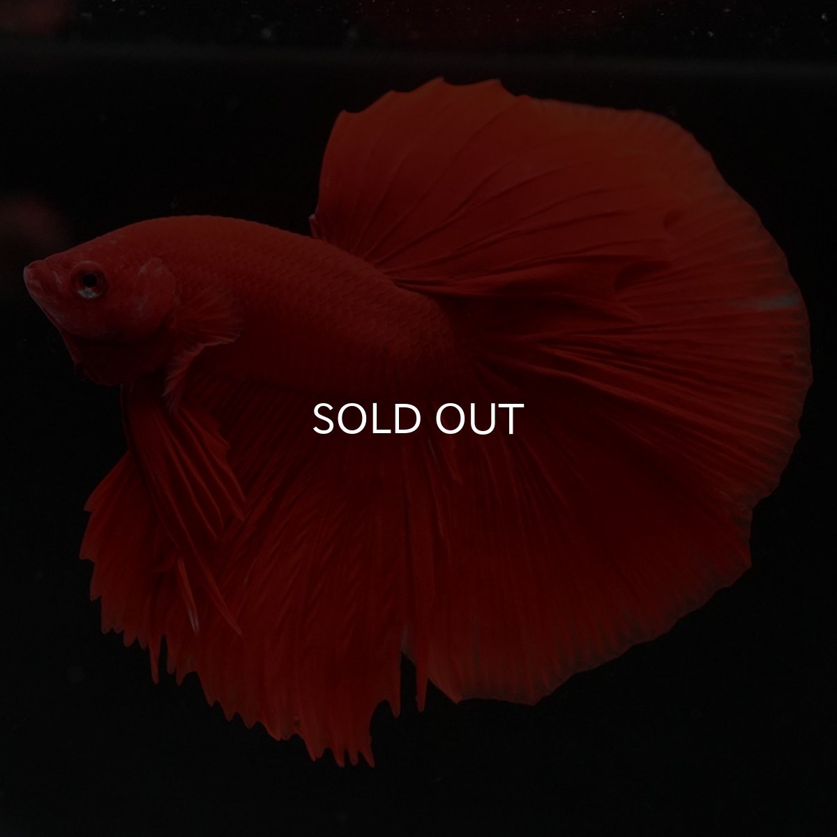 画像7: HM ソリッドレッド (7)