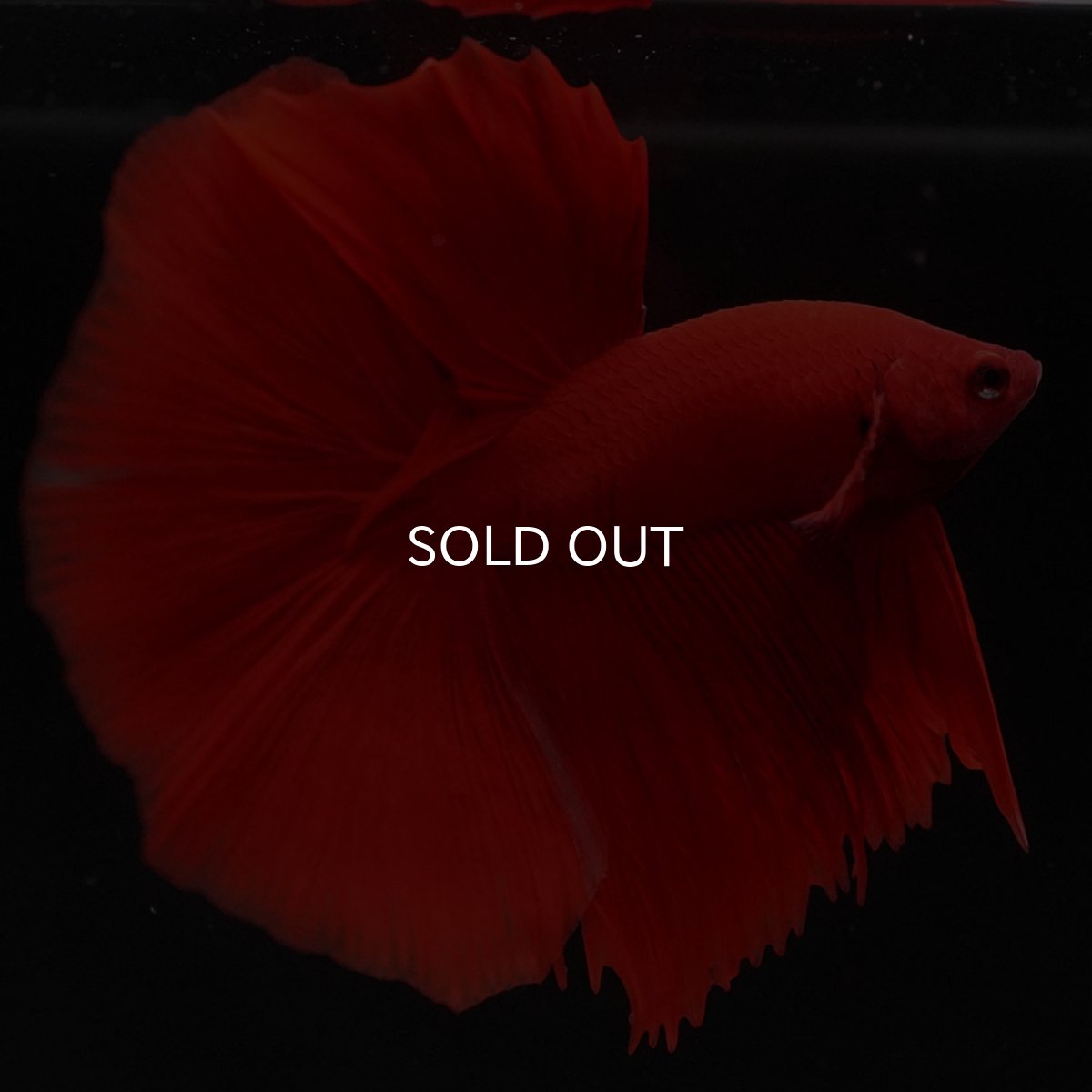 画像4: HM ソリッドレッド (4)