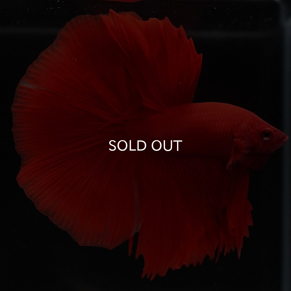 画像2: HM ソリッドレッド (2)