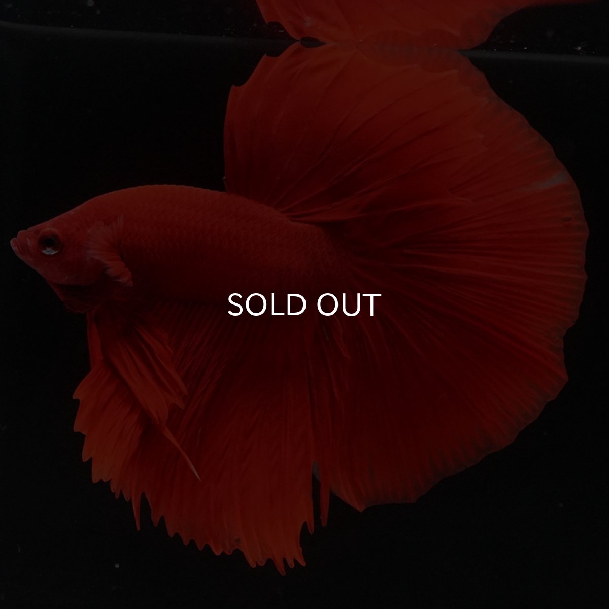 画像5: HM ソリッドレッド (5)