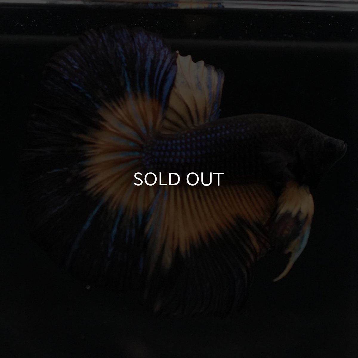 画像10: HM ブラックマスタード (10)