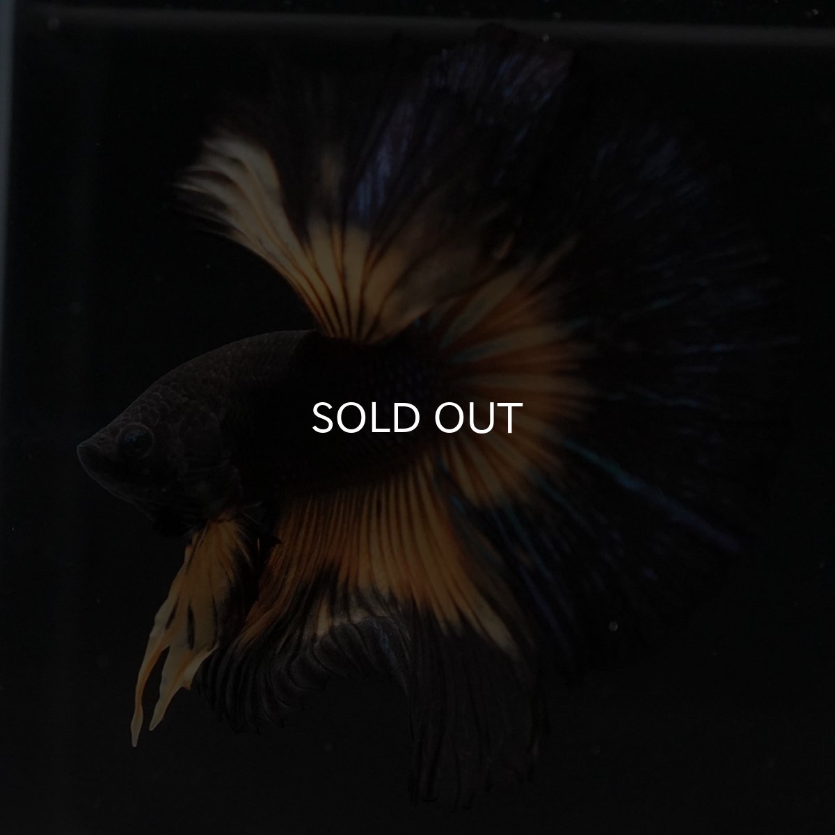 画像6: HM ブラックマスタード (6)