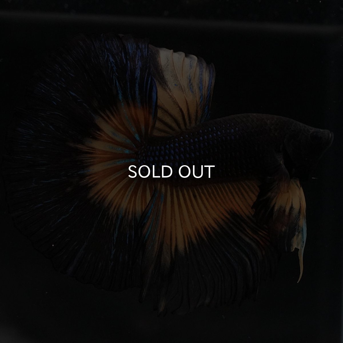 画像3: HM ブラックマスタード (3)