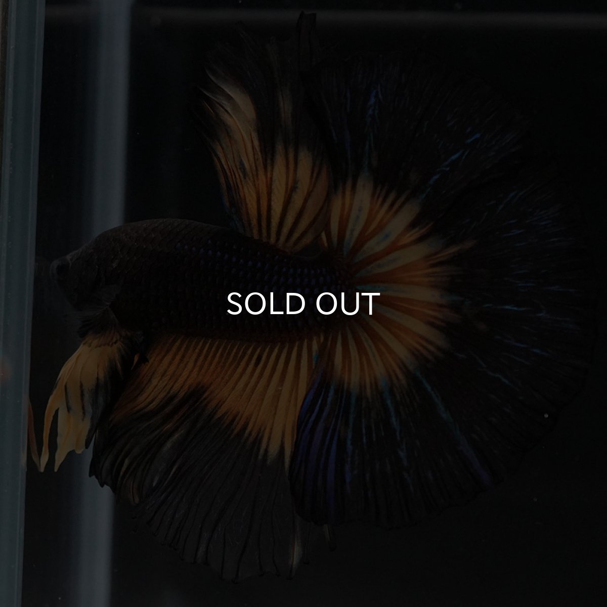 画像2: HM ブラックマスタード (2)