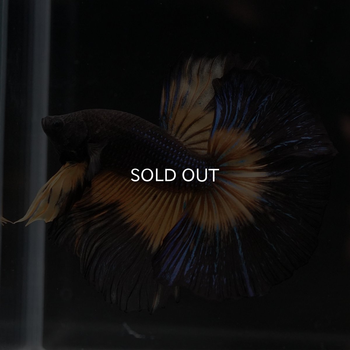 画像8: HM ブラックマスタード (8)