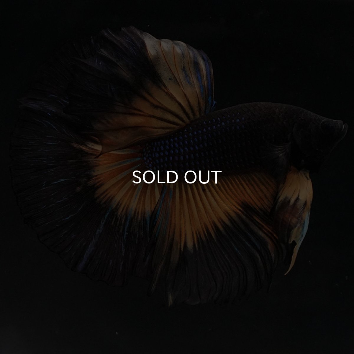 画像7: HM ブラックマスタード (7)