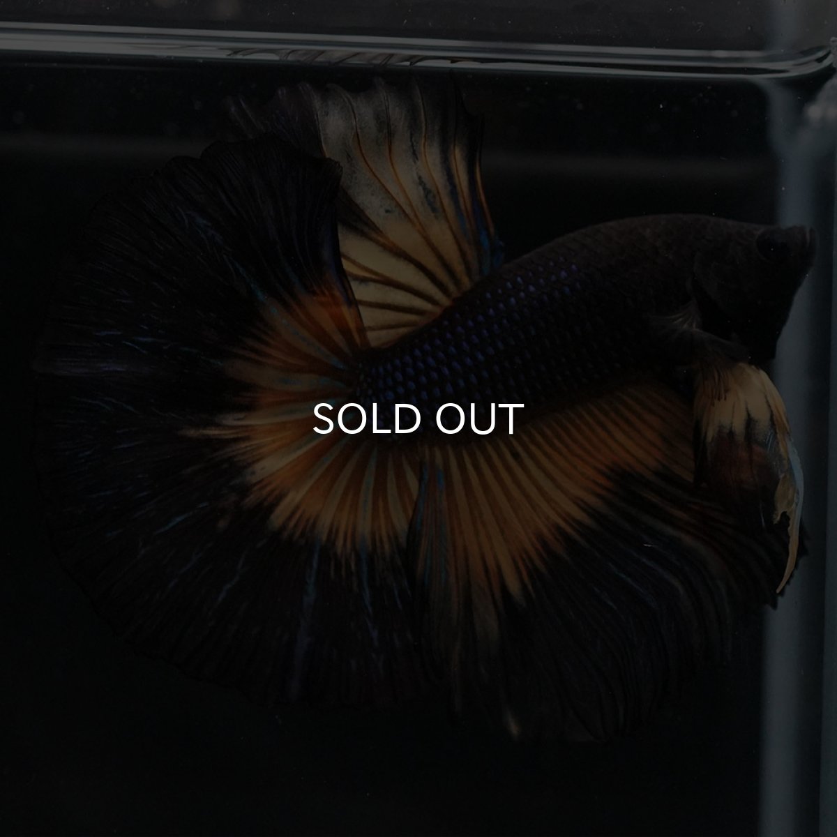 画像5: HM ブラックマスタード (5)