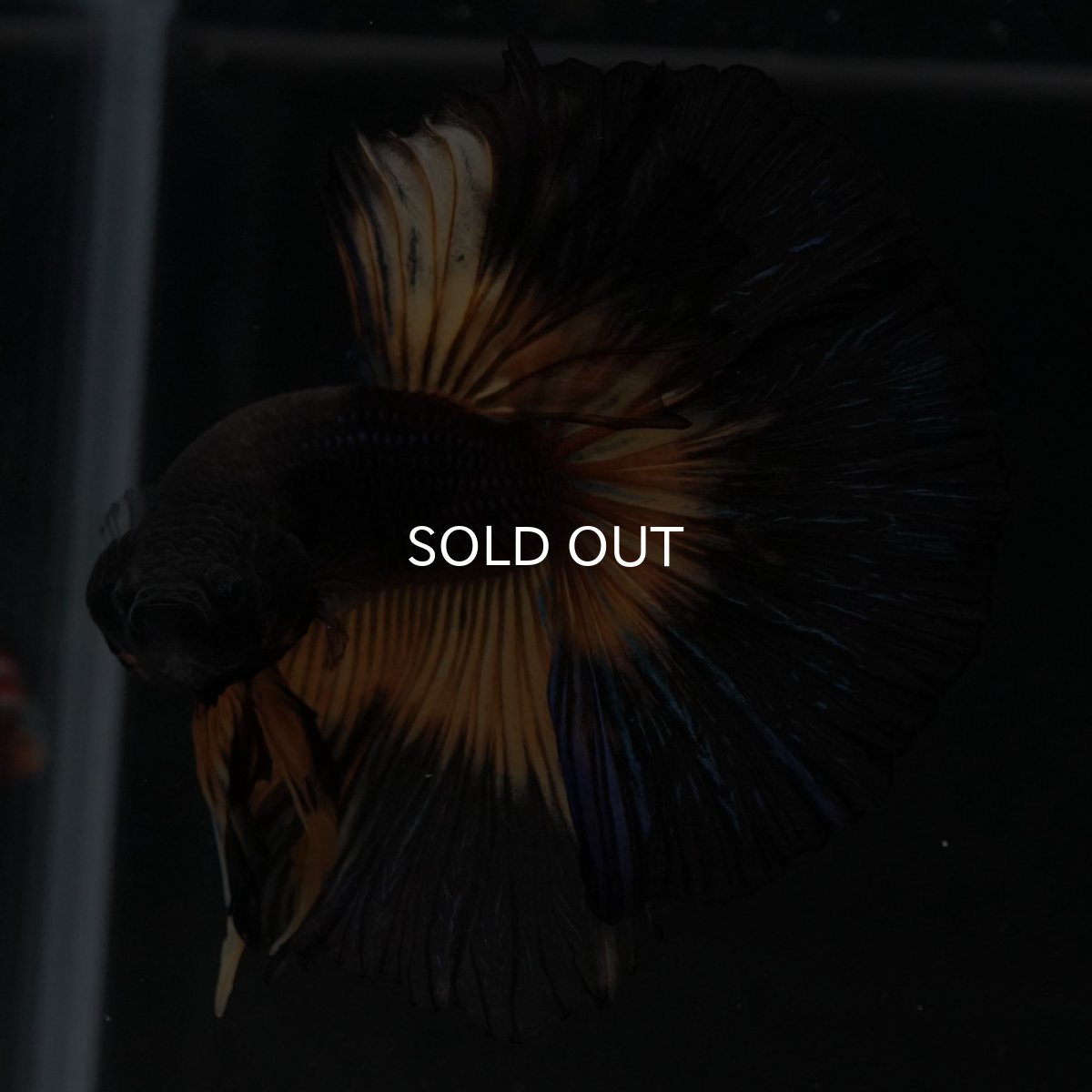 画像4: HM ブラックマスタード (4)