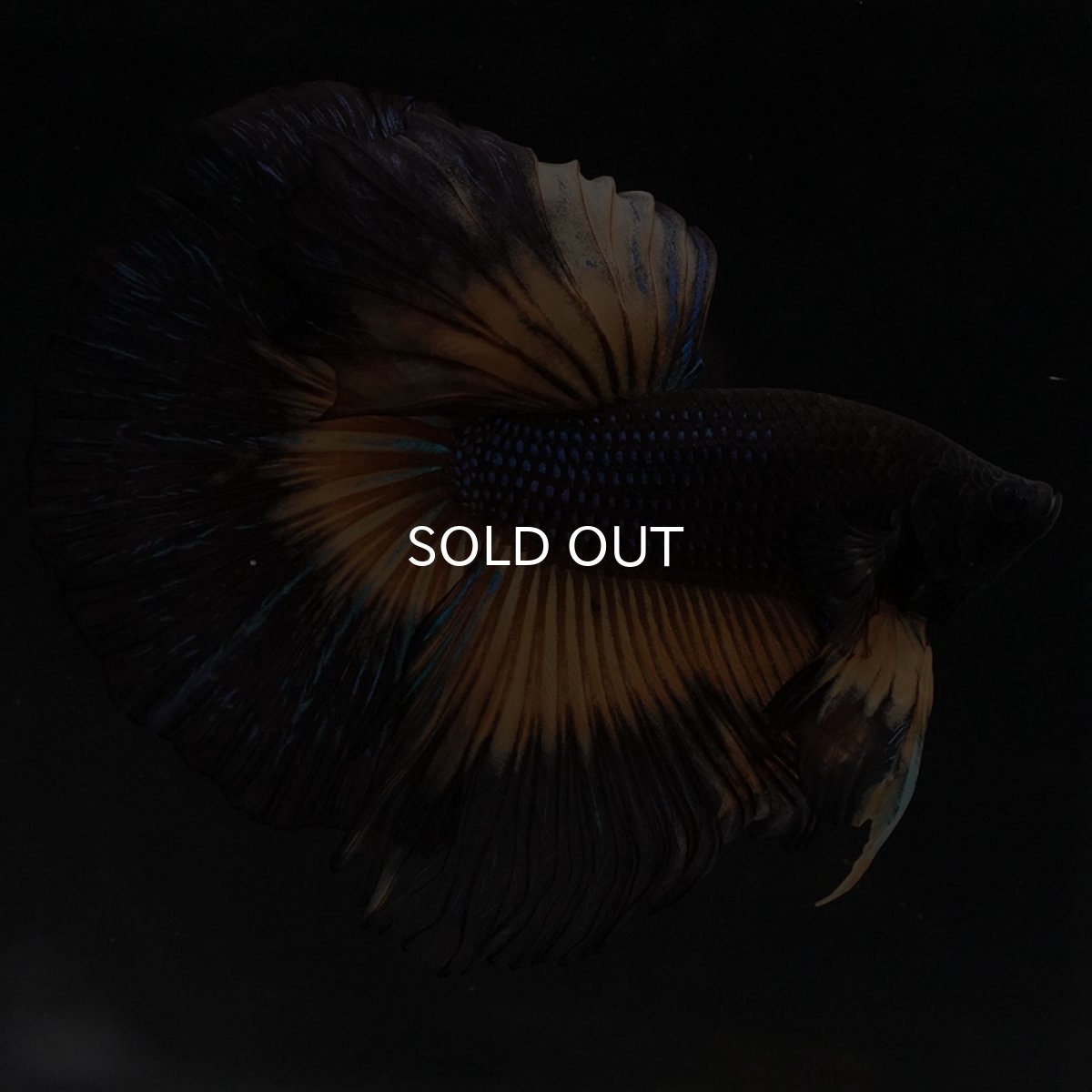 画像9: HM ブラックマスタード (9)