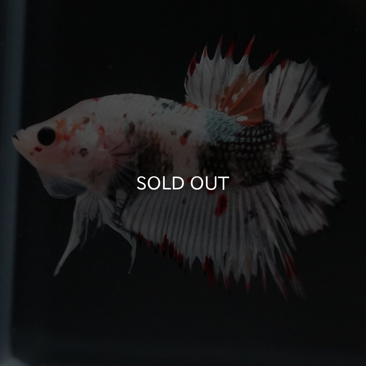 画像9: CTPK ホワイトカッパー (9)