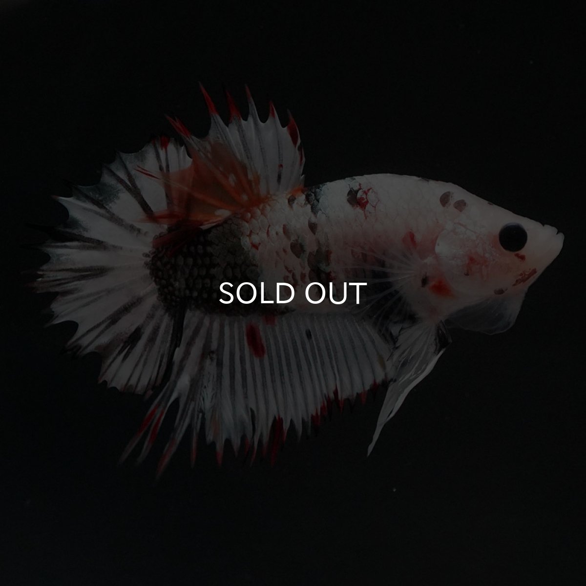 画像2: CTPK ホワイトカッパー (2)