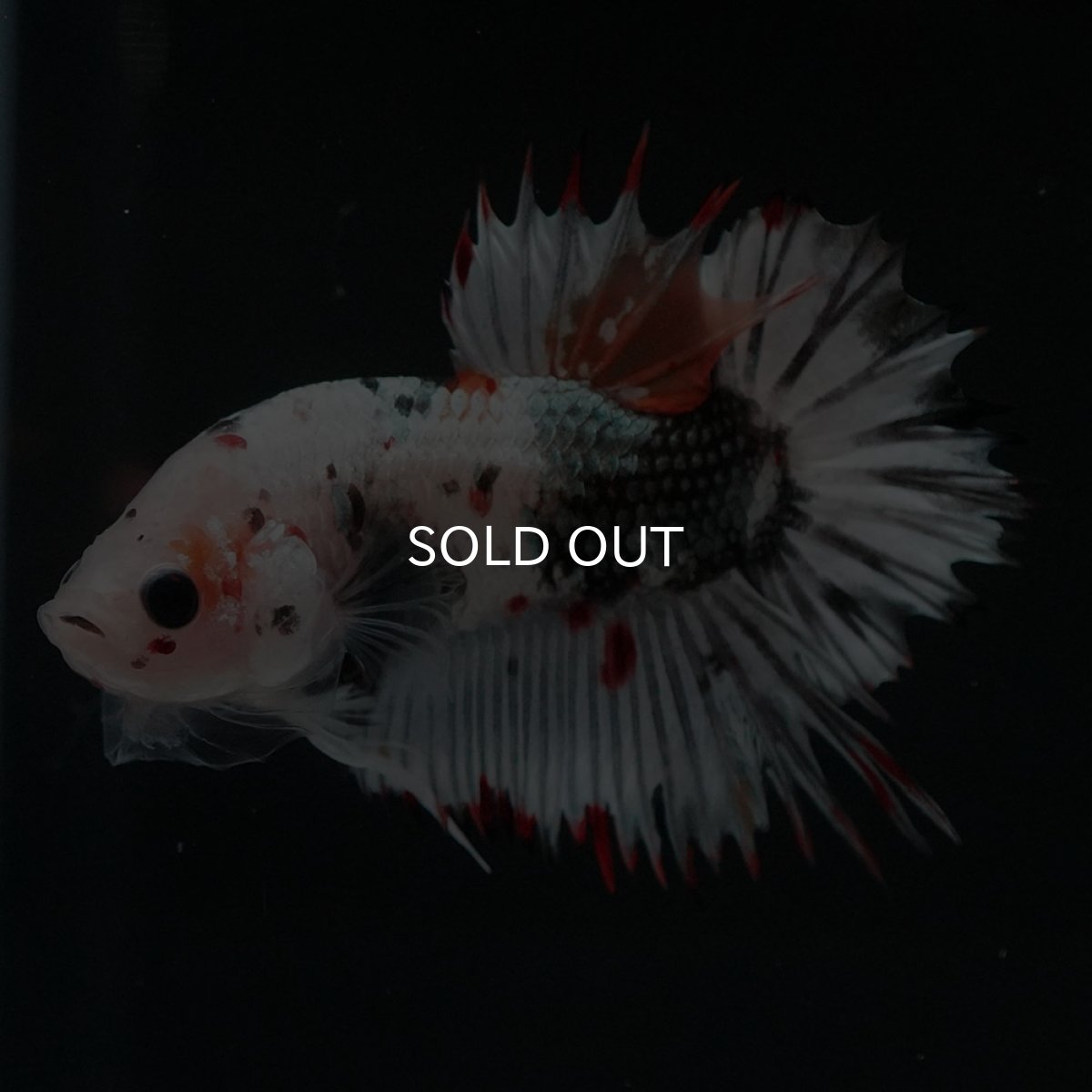 画像8: CTPK ホワイトカッパー (8)