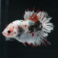 画像8: CTPK　ホワイトカッパー (8)