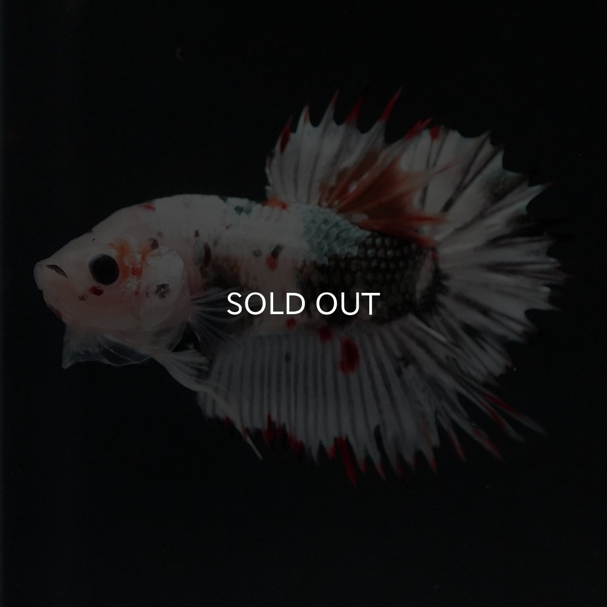 画像7: CTPK ホワイトカッパー (7)