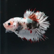 画像7: CTPK　ホワイトカッパー (7)