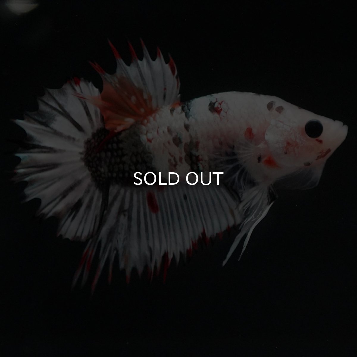 画像6: CTPK ホワイトカッパー (6)