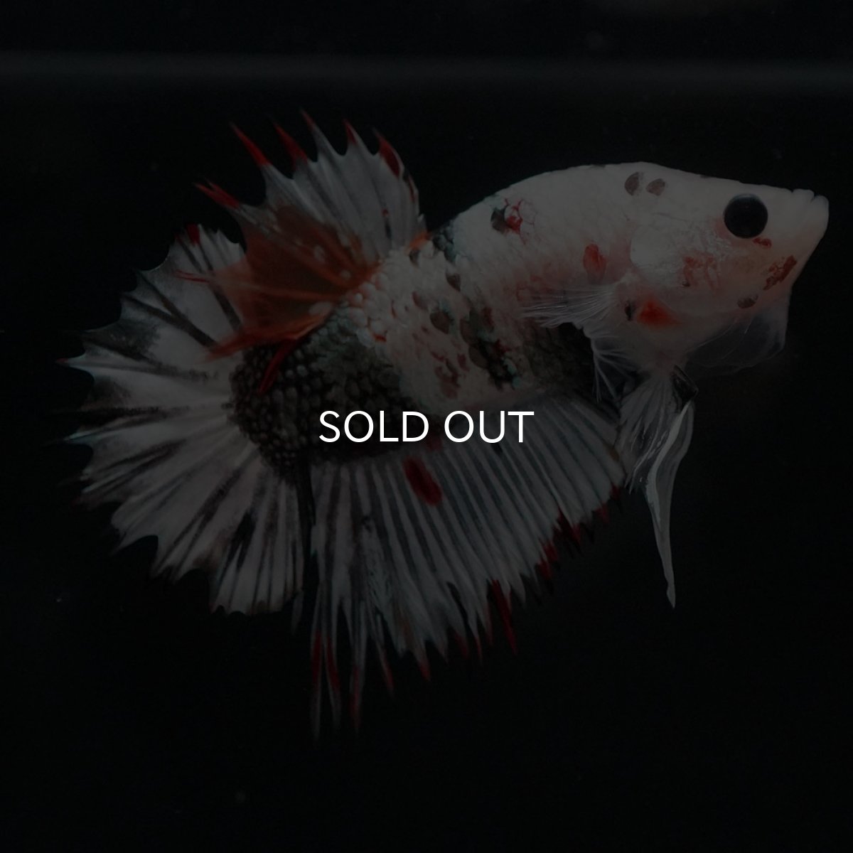 画像4: CTPK ホワイトカッパー (4)