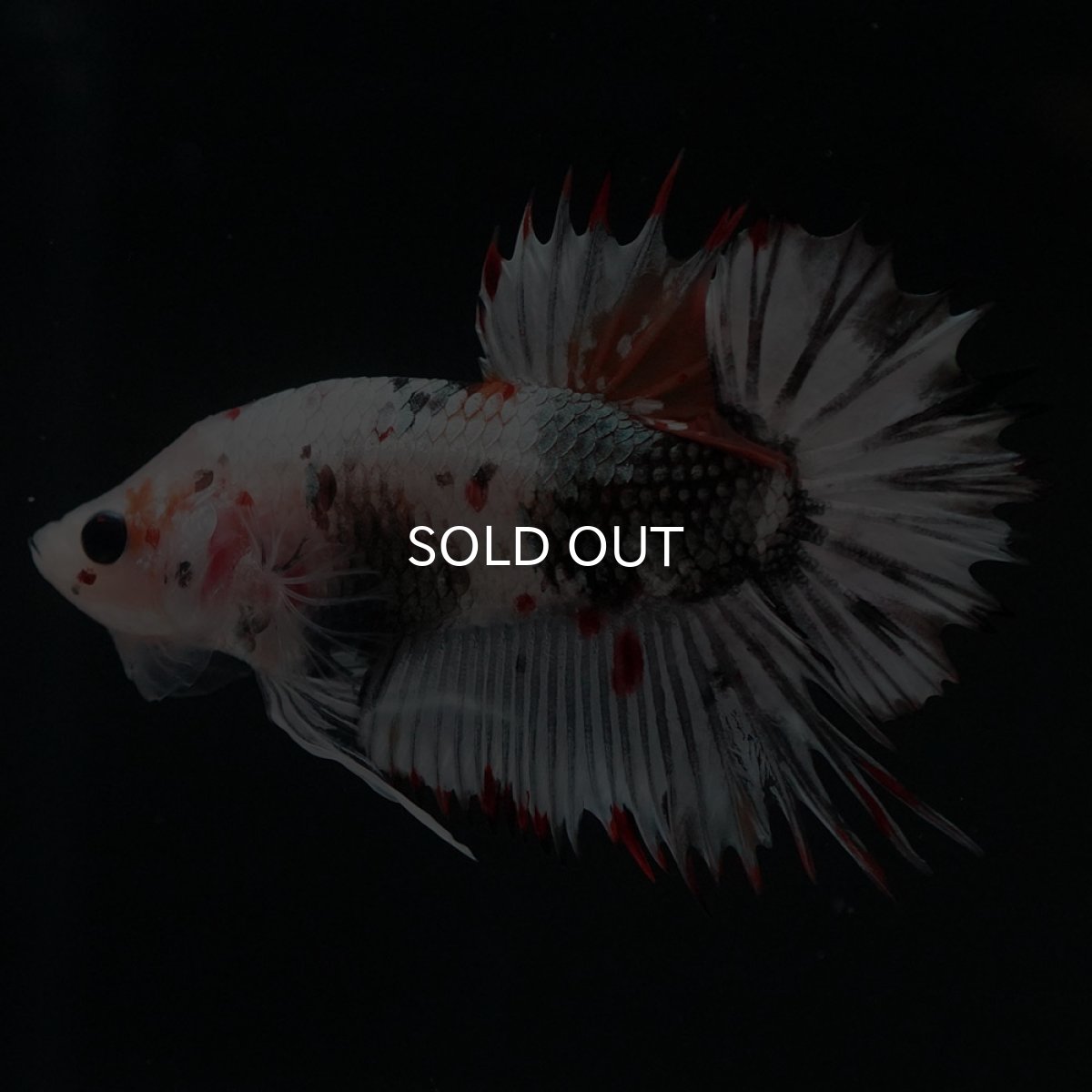 画像5: CTPK ホワイトカッパー (5)