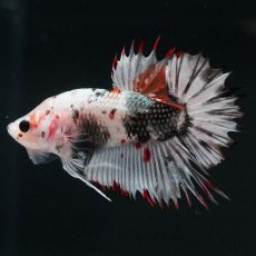画像5: CTPK　ホワイトカッパー (5)