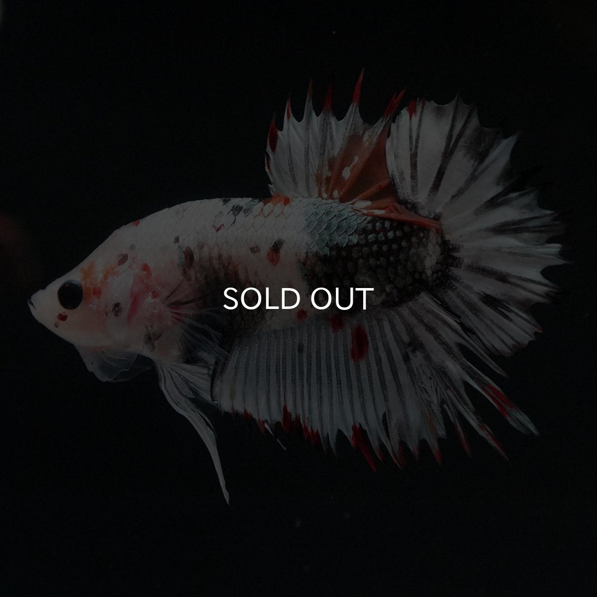 画像3: CTPK ホワイトカッパー (3)