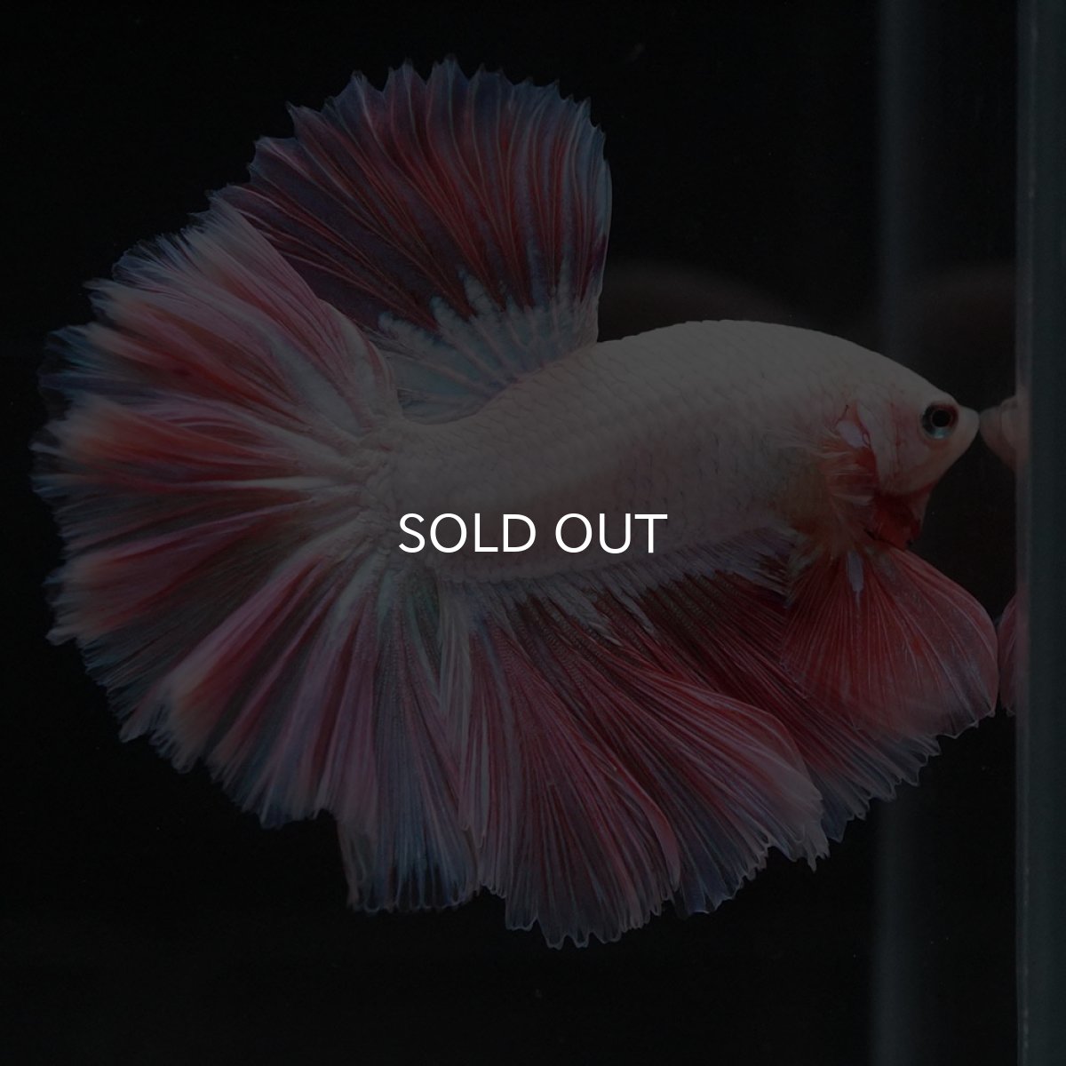 画像12: HM ホワイトファンシー ローズテール (12)