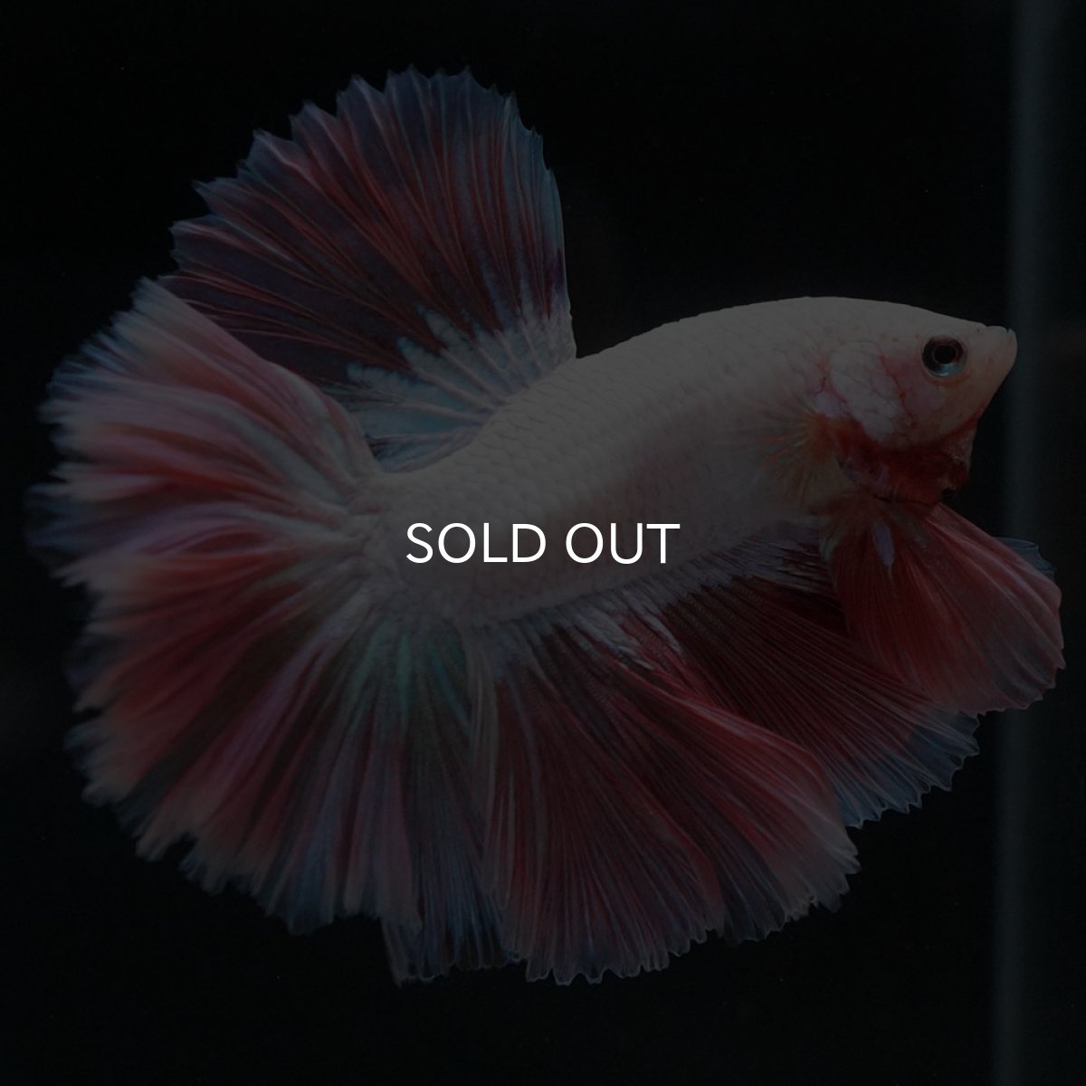 画像2: HM ホワイトファンシー ローズテール (2)