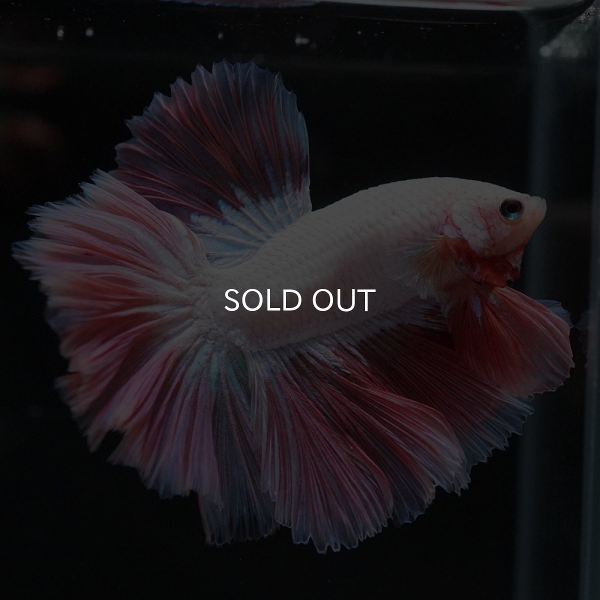 画像11: HM ホワイトファンシー ローズテール (11)