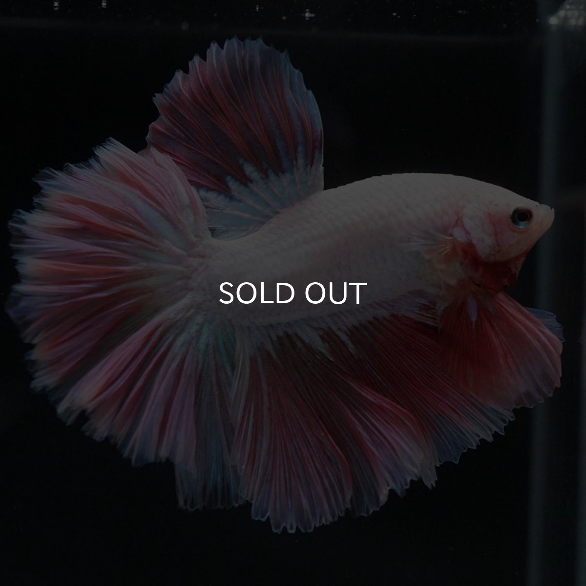 画像7: HM ホワイトファンシー ローズテール (7)