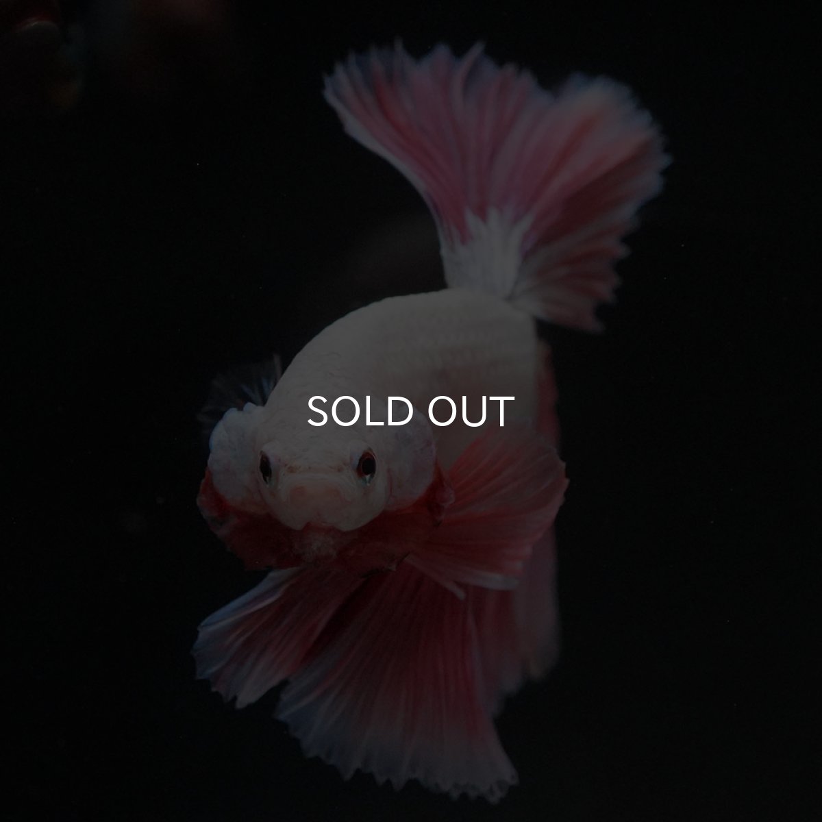 画像3: HM ホワイトファンシー ローズテール (3)