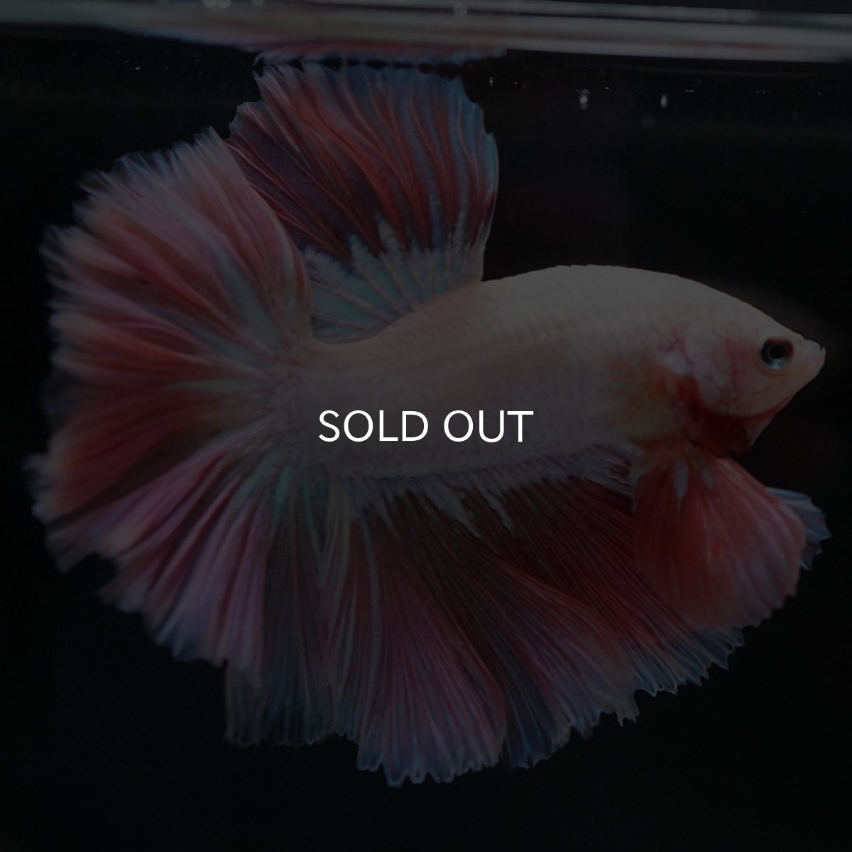 画像10: HM ホワイトファンシー ローズテール (10)