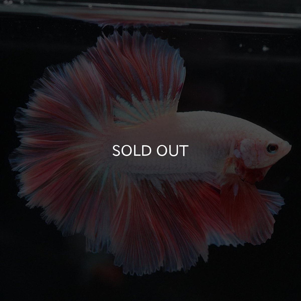 画像9: HM ホワイトファンシー ローズテール (9)